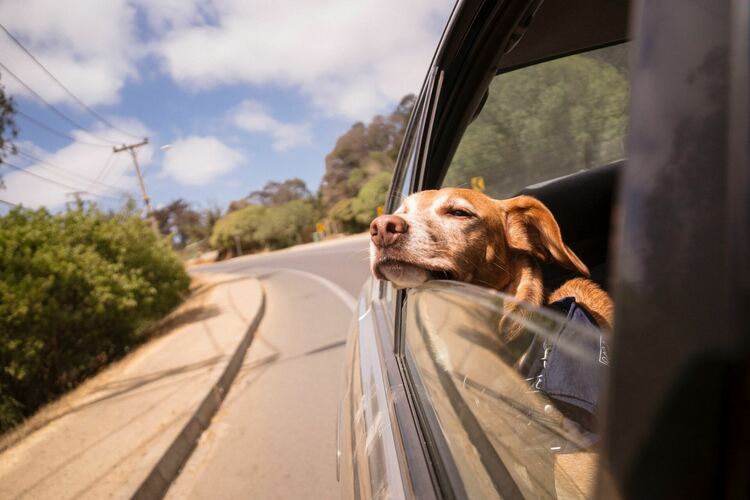 Hundefreundliche Autoreiseziele: Entdecken Sie die besten Orte für Abenteuer mit Ihrem Vierbeiner