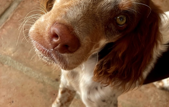 Urlaub mit Hund: Einreisebestimmungen beachten