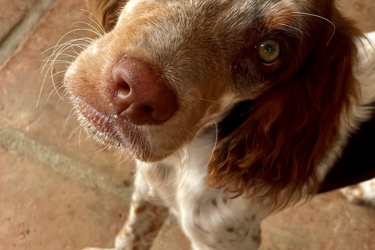 Urlaub mit Hund: Einreisebestimmungen beachten