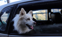 Sicher reisen mit Tieren im Auto