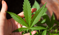 Grenzwert für Cannabis am Steuer