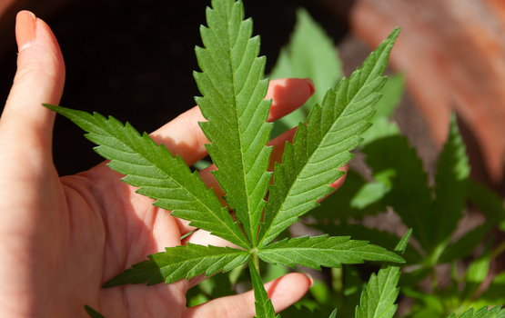 Kein Cannabis im Straßenverkehr