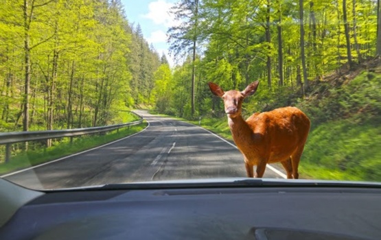 Bremsbereit für Osterhasen und andere Wildtiere