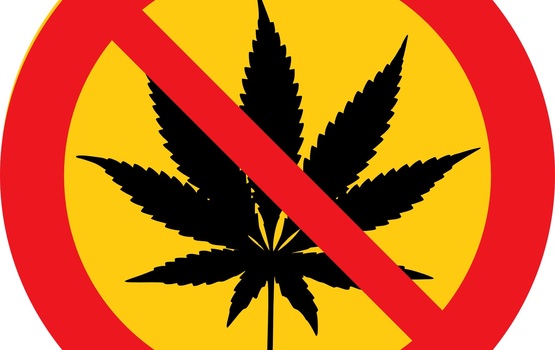 Cannabis am Steuer: Autofahrer sagen Nein zum Grenzwert