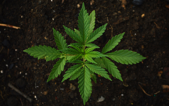 Neue Grenzwerte für Cannabis am Steuer
