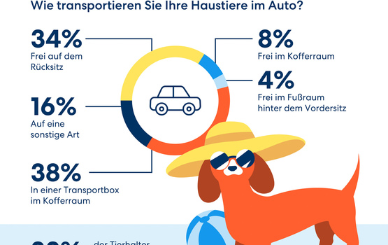 Richtige Sicherung des Vierbeiners im Auto