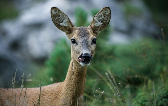 Gefahr von Wildunfällen steigt