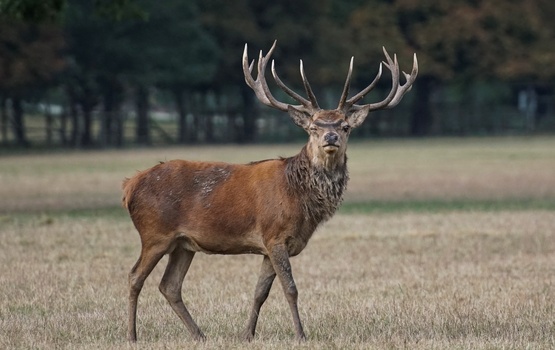 Unfallgefahr im Herbst: Wenn Hirsch und Co. die Straße queren