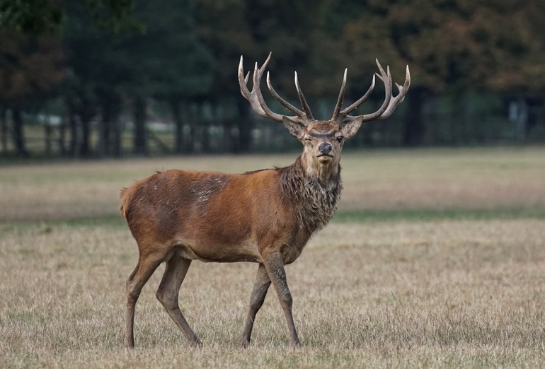 Unfallgefahr im Herbst: Wenn Hirsch und Co. die Straße queren