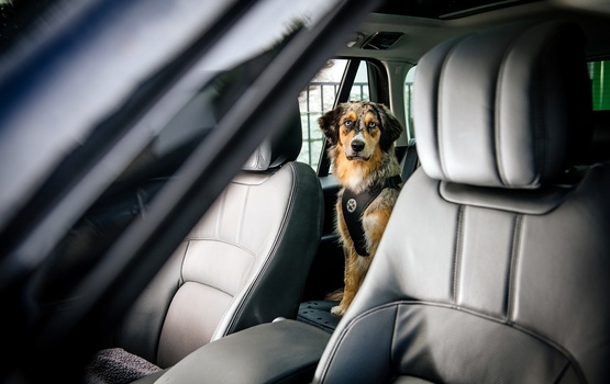 Sichere Autofahrt mit der Fellnase