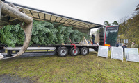 Tipp: Weihnachtsbaum-Transport - Keine Panne mit der Tanne