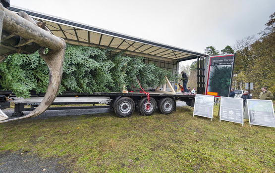 Tipp: Weihnachtsbaum-Transport - Keine Panne mit der Tanne